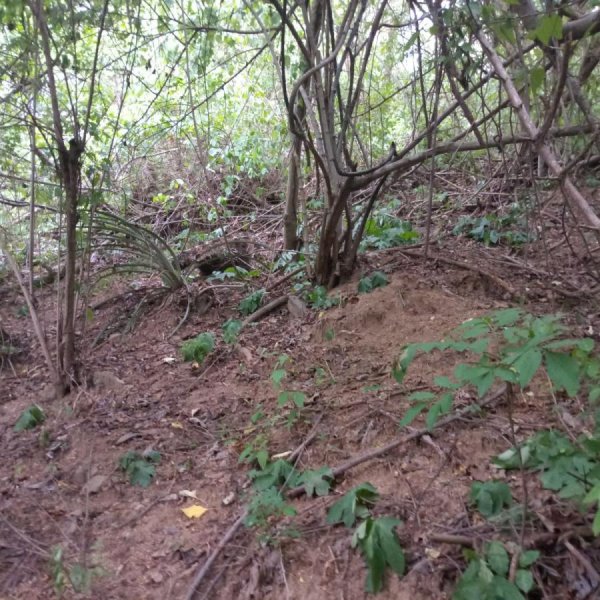 Terreno en Venta en Lomas de Zipolite Col. Lomas de Zipolite, Oaxaca