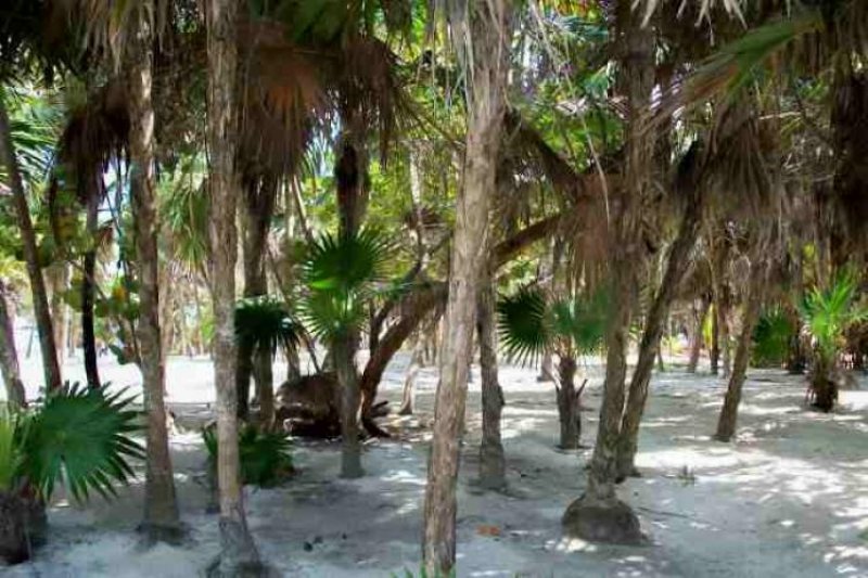 Foto Terreno en Venta en Tulum, Quintana Roo - U$D 750.000 - TEV29864 - BienesOnLine