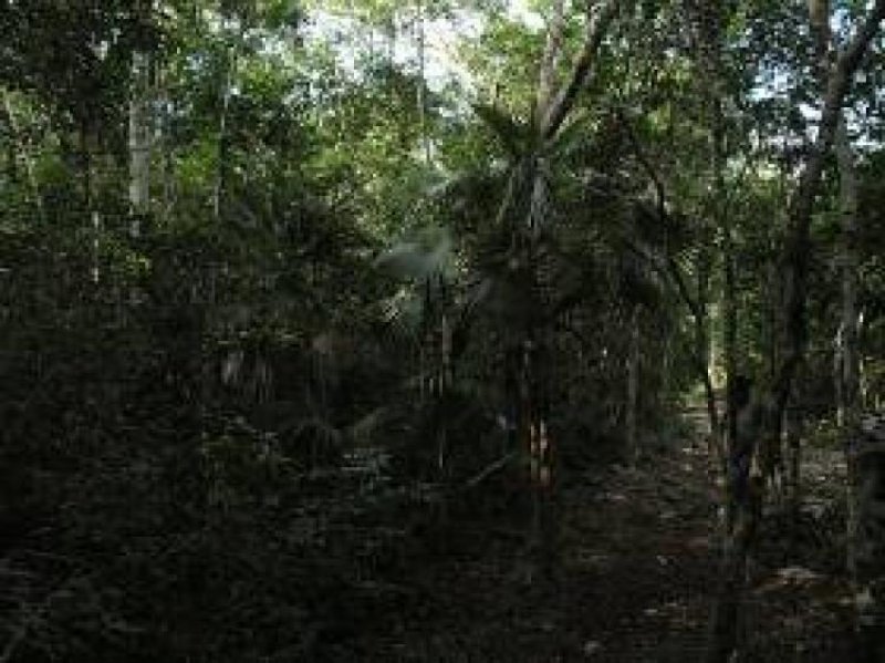 Foto Terreno en Venta en MANZANA 88 LOTE 1, Tulum, Quintana Roo - 1 hectareas - U$D 240.000 - TEV15189 - BienesOnLine