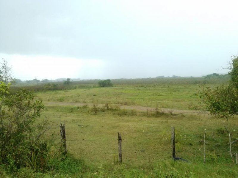 Foto Terreno en Venta en Túxpam de Rodríguez Cano, Veracruz - 500 hectareas - $ 1.214.000.000 - TEV240864 - BienesOnLine