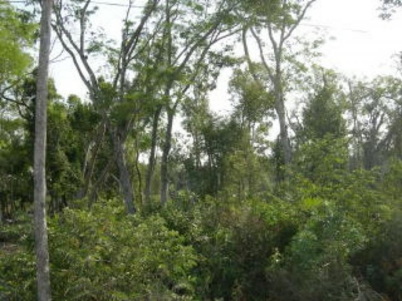 Foto Terreno en Venta en Tulum, Quintana Roo - 18 hectareas - U$D 735.000 - TEV12329 - BienesOnLine