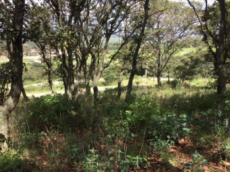 Foto Terreno en Venta en SAN MIGUEL CAÑADAS, Tepotzotlán, Mexico - $ 290.000 - TEV271639 - BienesOnLine