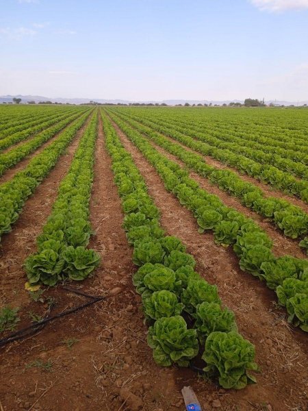 Rancho en Venta en comunidad santa rita San Diego de la Unión, Guanajuato