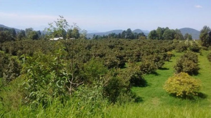 Foto Terreno en Venta en Uruapan, Michoacan de Ocampo - 178 hectareas - $ 50.000.000 - TEV188232 - BienesOnLine