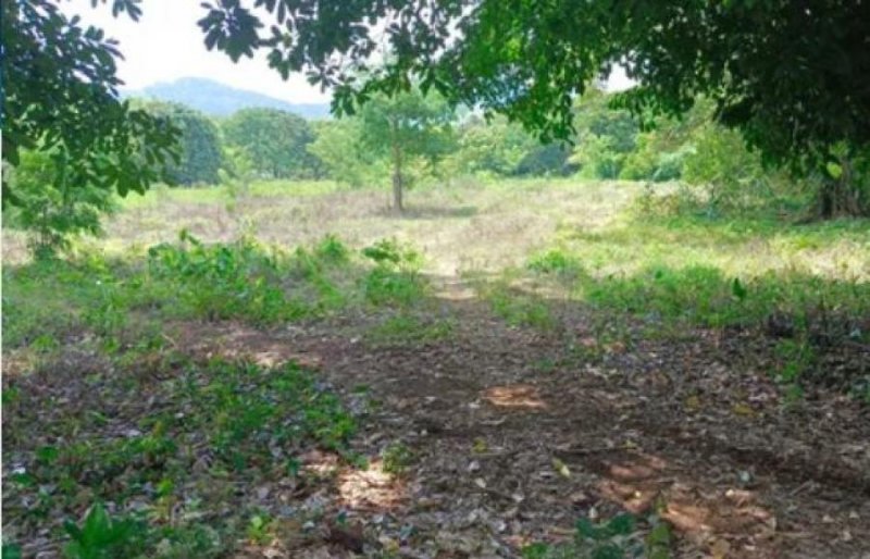 Terreno en Venta en LOCALIDAD CERRO AMARILLO San Andrés Tuxtla, Veracruz