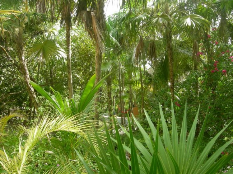 Foto Terreno en Venta en Tulum, Quintana Roo - U$D 735.000 - TEV11270 - BienesOnLine