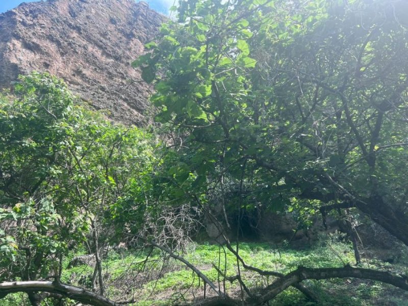 Terreno en Venta en Valle de Atongo Tepoztlán, Morelos