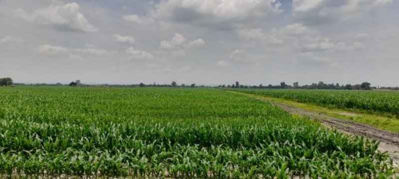 Rancho en Venta en  Ciudad Manuel Doblado, Guanajuato