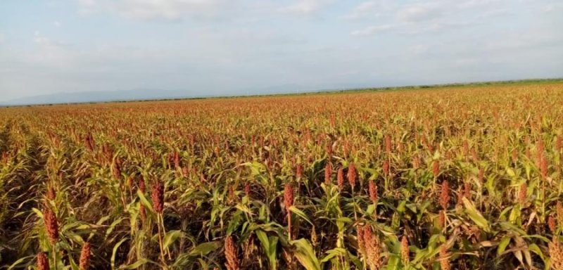 Rancho en Venta en  Ciudad Mante, Tamaulipas