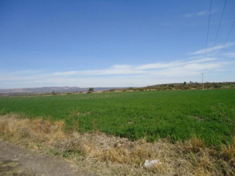 Rancho en Venta en  Cuerámaro, Guanajuato