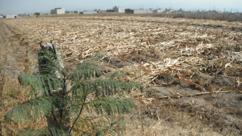 Terreno en Venta en SAN GREGORIO CUAUTZINGO SAN GREGORIO CUAUTZINGO, Mexico