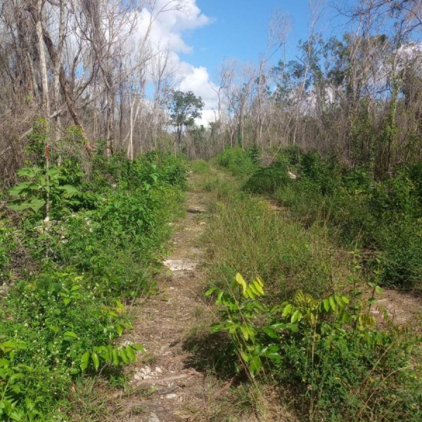 Terreno en Venta en FRANCISCO UH MAY Tulum, Quintana Roo