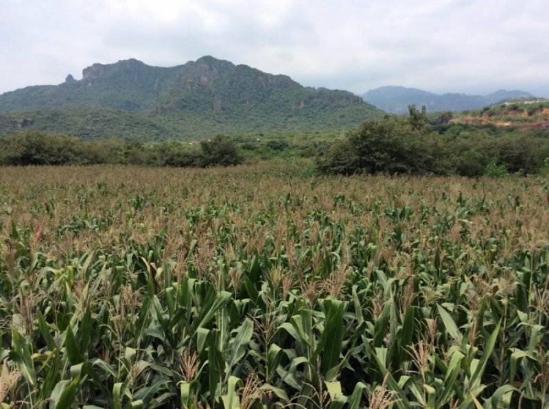 Terreno en Venta en Carretera Tepoztlán/Yautepec Tepoztlán, Morelos