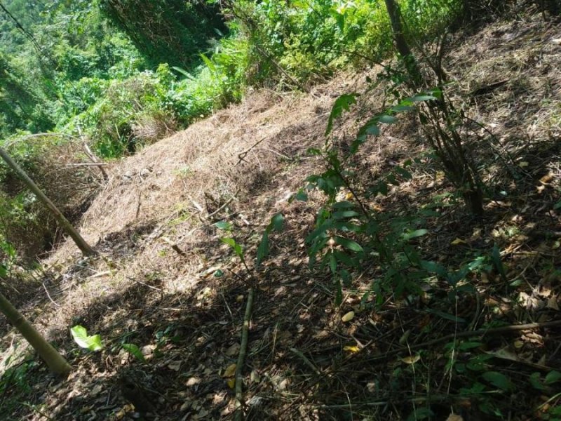 Terreno en Venta en  Cosolapa, Oaxaca