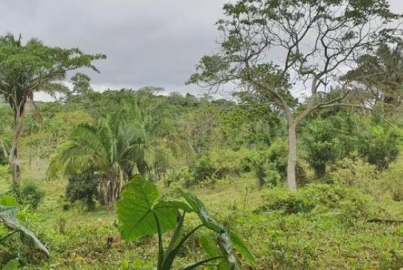 Terreno en Venta en LOC. CHONEGAL Angel R. Cabada, Veracruz