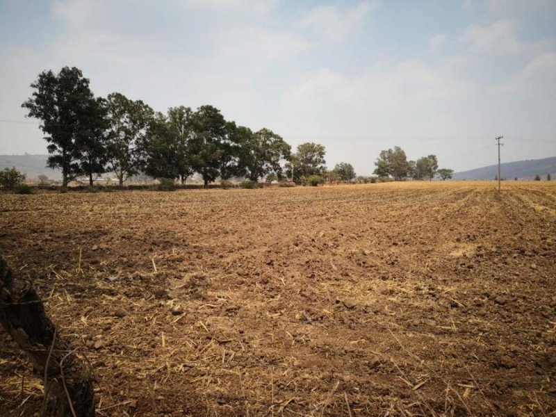 Foto Terreno en Venta en totlan, Capilla de Milpillas (Milpillas), Jalisco - 5 hectareas - $ 200 - TEV320751 - BienesOnLine