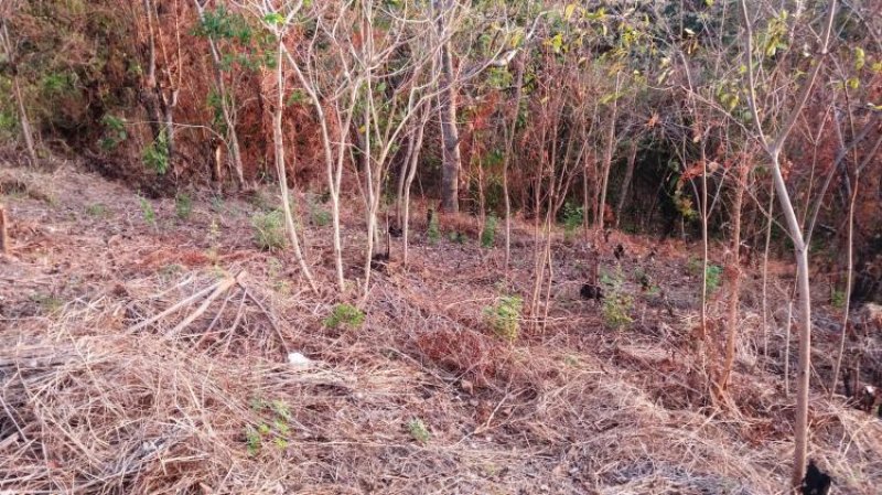 Foto Terreno en Venta en La Primavera, Tapachula de Córdova y Ordóñez, Chiapas - $ 155.000 - TEV229940 - BienesOnLine