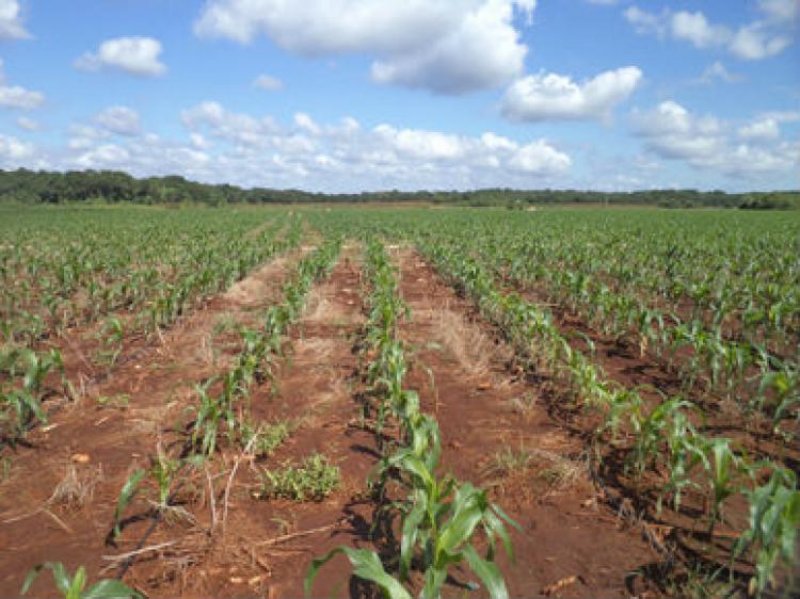 Foto Terreno en Venta en Mérida, Yucatan - 1000 hectareas - TEV100219 - BienesOnLine