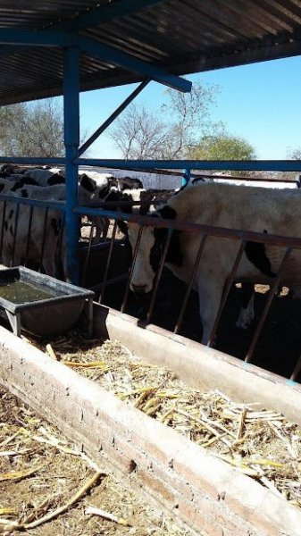 Rancho en Venta en  Loma de Cocinas, Guanajuato