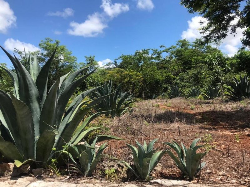 Rancho en Venta en  Kantunil, Yucatan