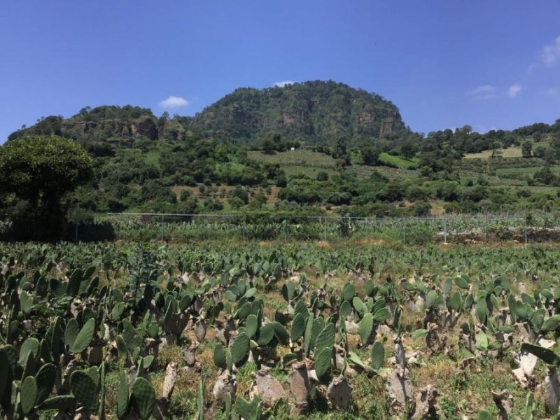 Terreno en Venta en San José de los Laureles Tlayacapan, Morelos