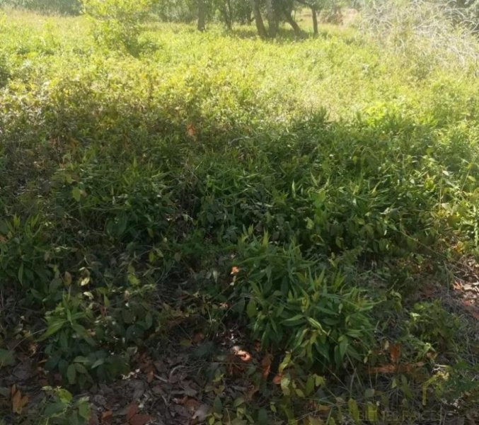 Terreno en Venta en El Pantanal Alvarado, Veracruz