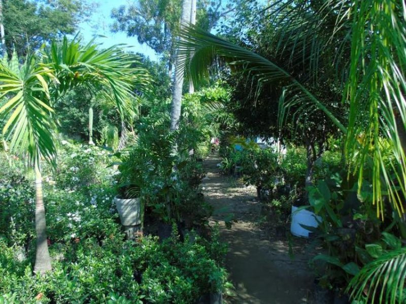 Foto Terreno en Venta en IXTAPA, Zihuatanejo, Guerrero - U$D 200.000 - TEV197027 - BienesOnLine