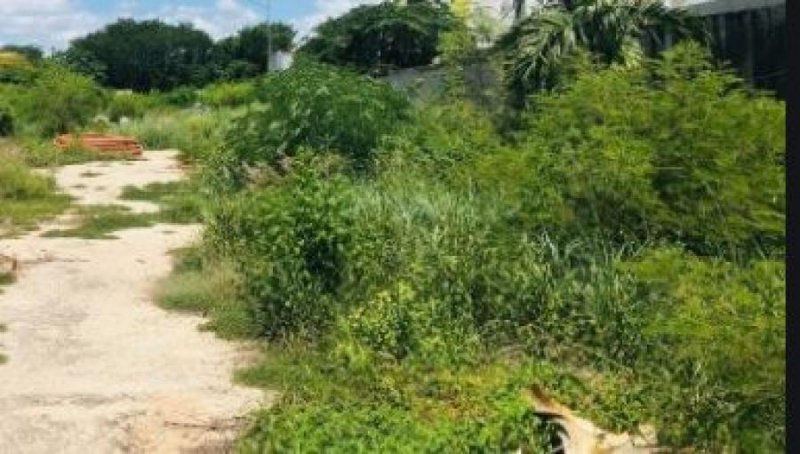 Foto Terreno en Venta en SAN PEDRO UXMAL, Mérida, Yucatan - $ 850.000 - TEV278341 - BienesOnLine